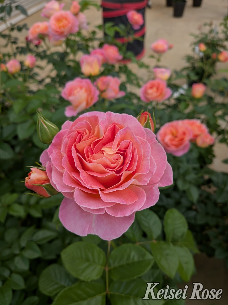 ローズさま専用 ドルンブルガー シュロスローズ ｜バラ苗の通販の篠宮バラ園